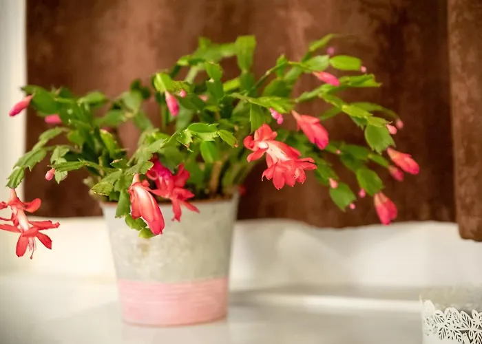 招待所 The White House